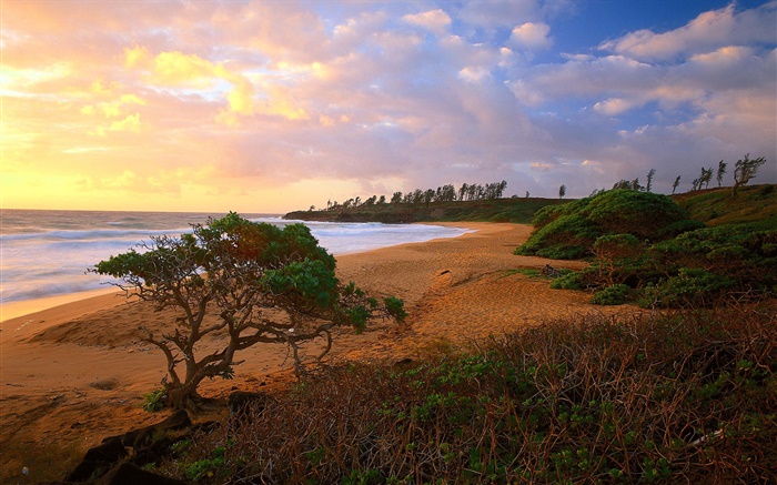 Costa, mar, playa, hierba, arena, árboles, nubes, sol Fondos de pantalla, imagen
