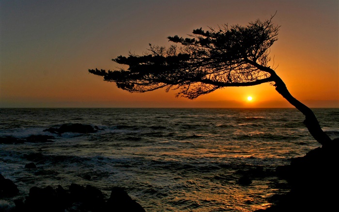 costero, un árbol, silueta, puesta del sol Fondos de pantalla, imagen