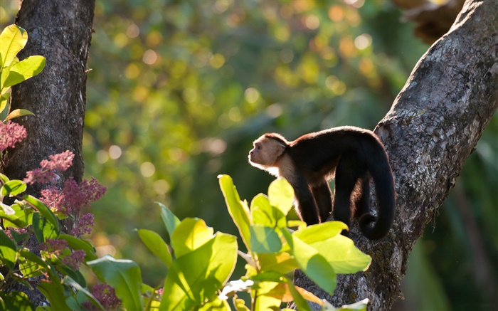 Costa Rica, el mono, bosque Fondos de pantalla, imagen