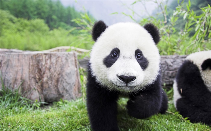 Animales lindos, colores blanco negro, panda Fondos de pantalla, imagen