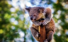 Koala de peluche lindo, bokeh