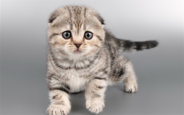 Gatito gris lindo, cara Fondos de pantalla, imagen