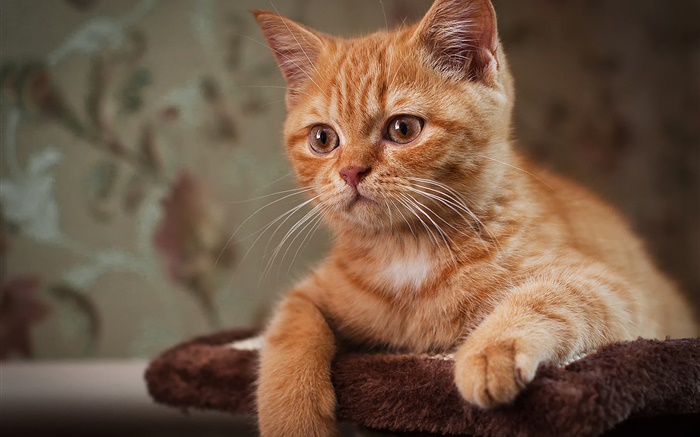 Lindo gatito, gato marrón Fondos de pantalla, imagen