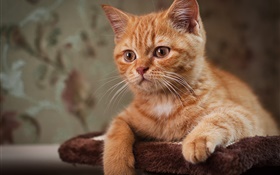 Lindo gatito, gato marrón HD fondos de pantalla