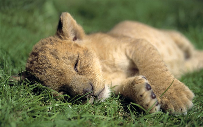 Pocas horas de sueño lindo león Fondos de pantalla, imagen