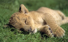 Pocas horas de sueño lindo león