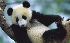 panda linda