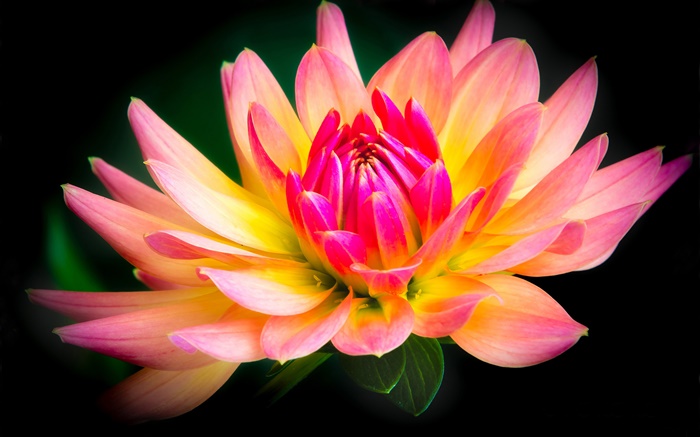 Dalia, flor close-up, de color amarillo y rosa pétalos Fondos de pantalla, imagen