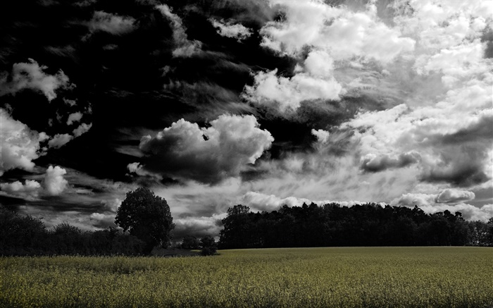Nubes oscuras, árboles, campos agrícolas Fondos de pantalla, imagen