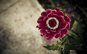 Oscuro flor morada close-up