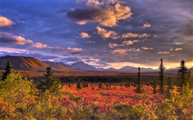 Parque Nacional Denali, Alaska, EE.UU., nubes, oscuridad, hierba HD fondos de pantalla