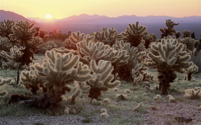 Desierto, cactus, la salida del sol Fondos de pantalla, imagen