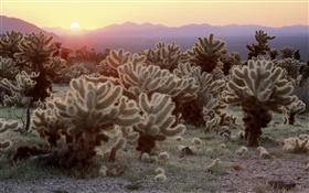 Desierto, cactus, la salida del sol HD fondos de pantalla