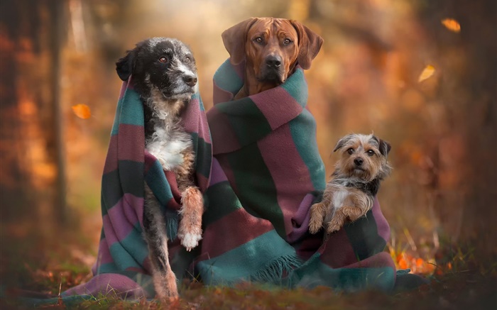 Familia Perros, otoño Fondos de pantalla, imagen