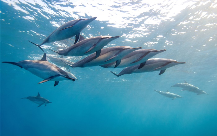 delfín, Hawai, océano, mar azul Fondos de pantalla, imagen