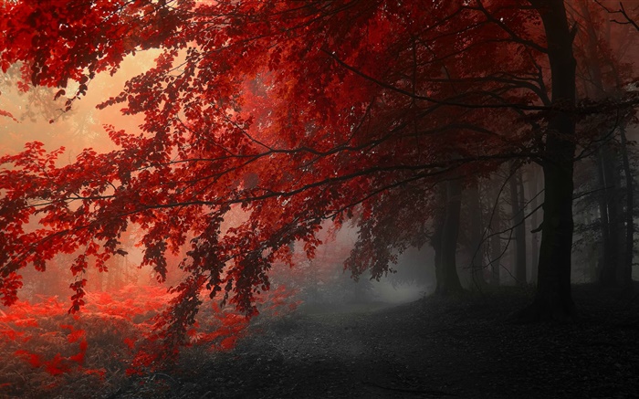 Anochecer, otoño, bosque, hojas rojas Fondos de pantalla, imagen