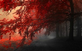 Anochecer, otoño, bosque, hojas rojas