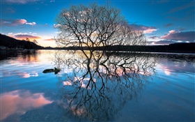 Anochecer, los árboles en el lago, la reflexión del agua, puesta del sol HD fondos de pantalla