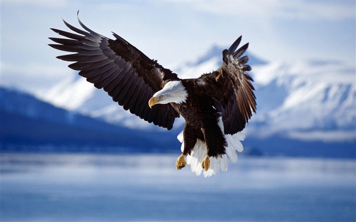 Mosca del águila, alas, lago Fondos de pantalla, imagen