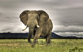 elefante de cerca, hierba