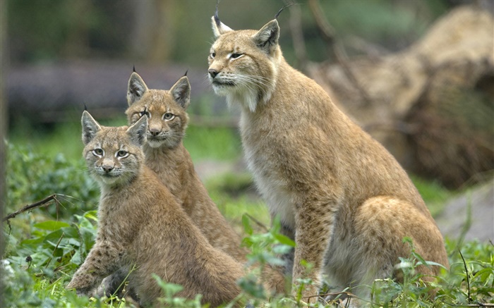 Felis serval familia Fondos de pantalla, imagen