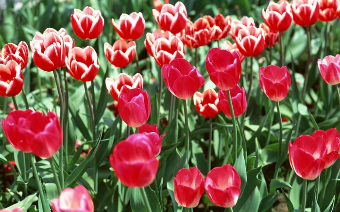 Campo de flores, tulipanes rojos Fondos de pantalla, imagen