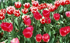 Campo de flores, tulipanes rojos
