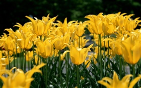 Campo de flor, tulipán amarillo