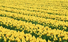 Campo de flores, tulipanes amarillos