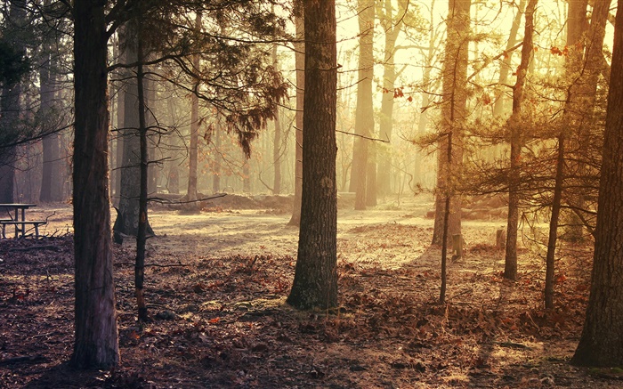 Bosque, árboles, otoño Fondos de pantalla, imagen