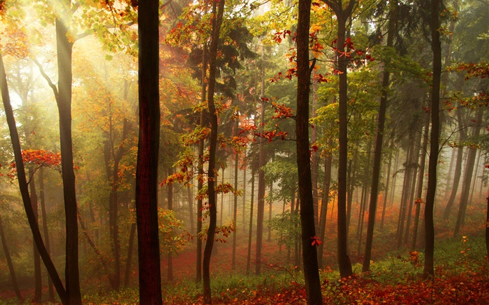 Bosque, árboles, rayos del sol, otoño Fondos de pantalla, imagen