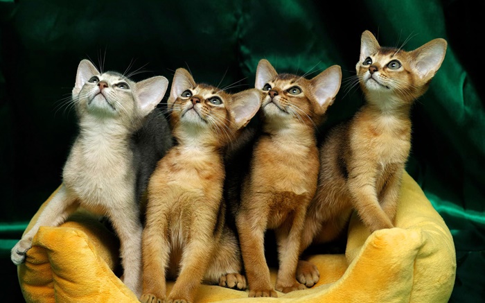 Cuatro gatitos lindos Fondos de pantalla, imagen