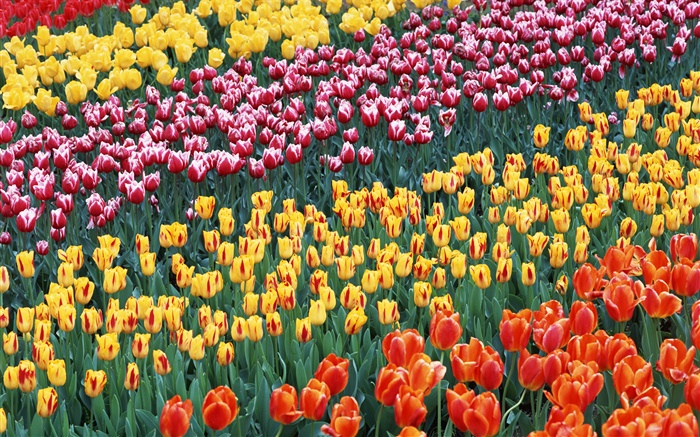 Cuatro colores diferentes tulipán flores Fondos de pantalla, imagen