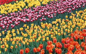Cuatro colores diferentes tulipán flores HD fondos de pantalla
