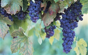 frutas close-up, las uvas