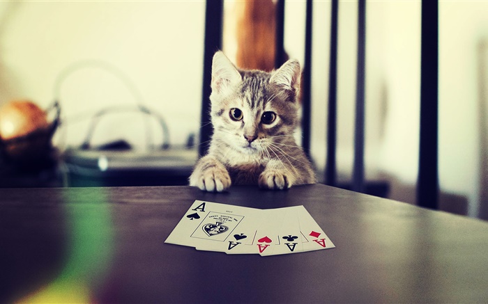 Animal doméstico divertido, gatito jugando poker Fondos de pantalla, imagen
