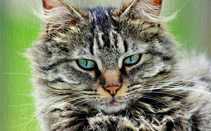 Peludo gato gris a rayas Fondos de pantalla, imagen