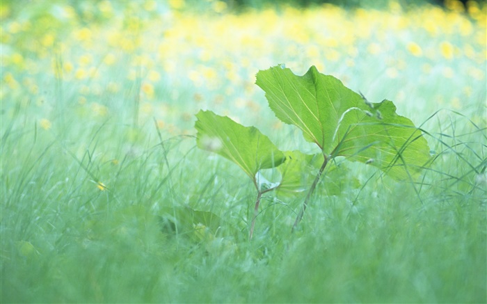 Hierba, hojas, verano Fondos de pantalla, imagen