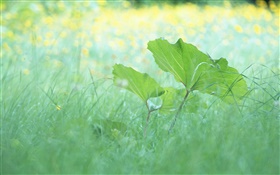 Hierba, hojas, verano HD fondos de pantalla