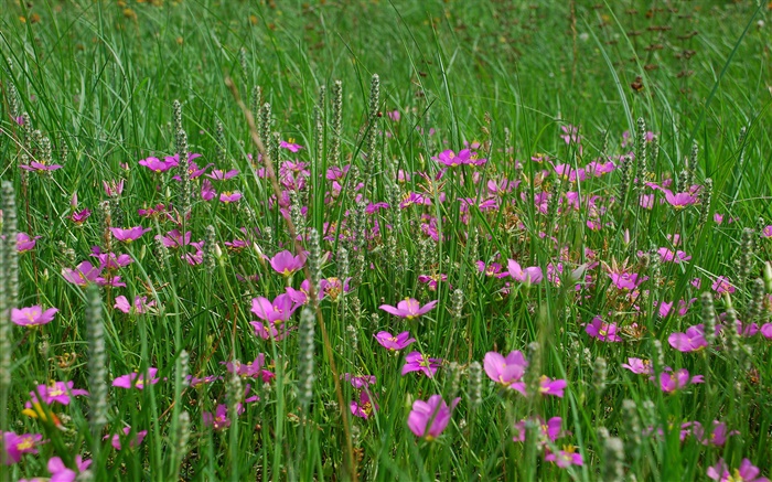 Hierba, flores silvestres de color rosa Fondos de pantalla, imagen
