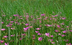 Hierba, flores silvestres de color rosa HD fondos de pantalla