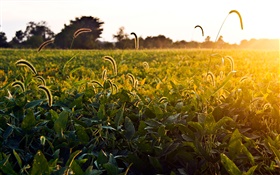 Campo de hierba, mañana, sol, Ohio, EE.UU.