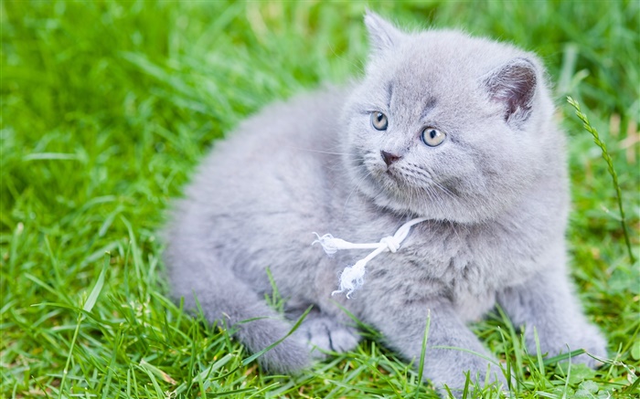 Gray Británico de Pelo Corto, gato, hierba verde Fondos de pantalla, imagen