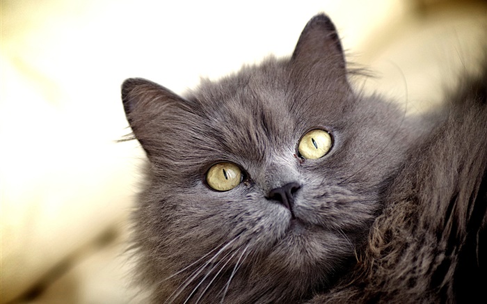 Gato gris, ojos amarillos Fondos de pantalla, imagen