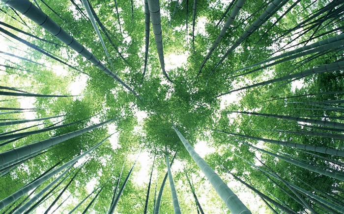 Bosque de bambú verde, cielo, resplandor Fondos de pantalla, imagen