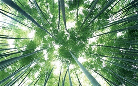 Bosque de bambú verde, cielo, resplandor HD fondos de pantalla