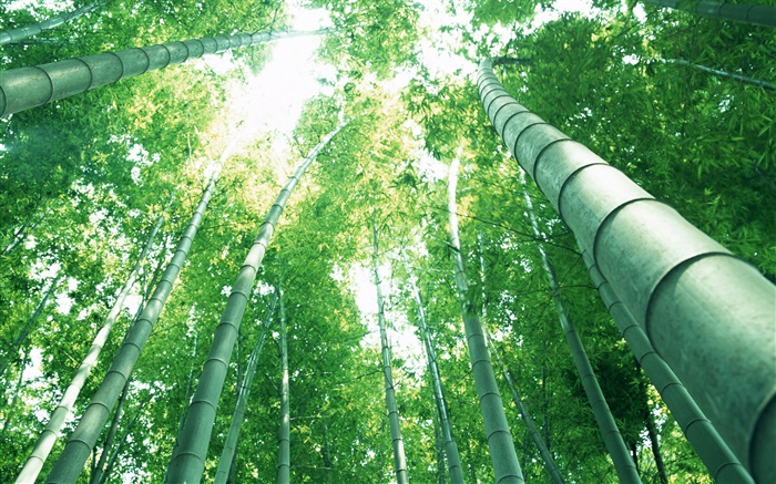 Bambú verde, rayos del sol Fondos de pantalla, imagen
