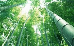 Bambú verde, rayos del sol HD fondos de pantalla