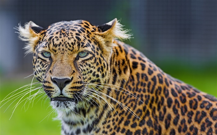 Los ojos verdes de leopardo, depredador, cara Fondos de pantalla, imagen