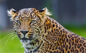 Los ojos verdes de leopardo, depredador, cara HD fondos de pantalla